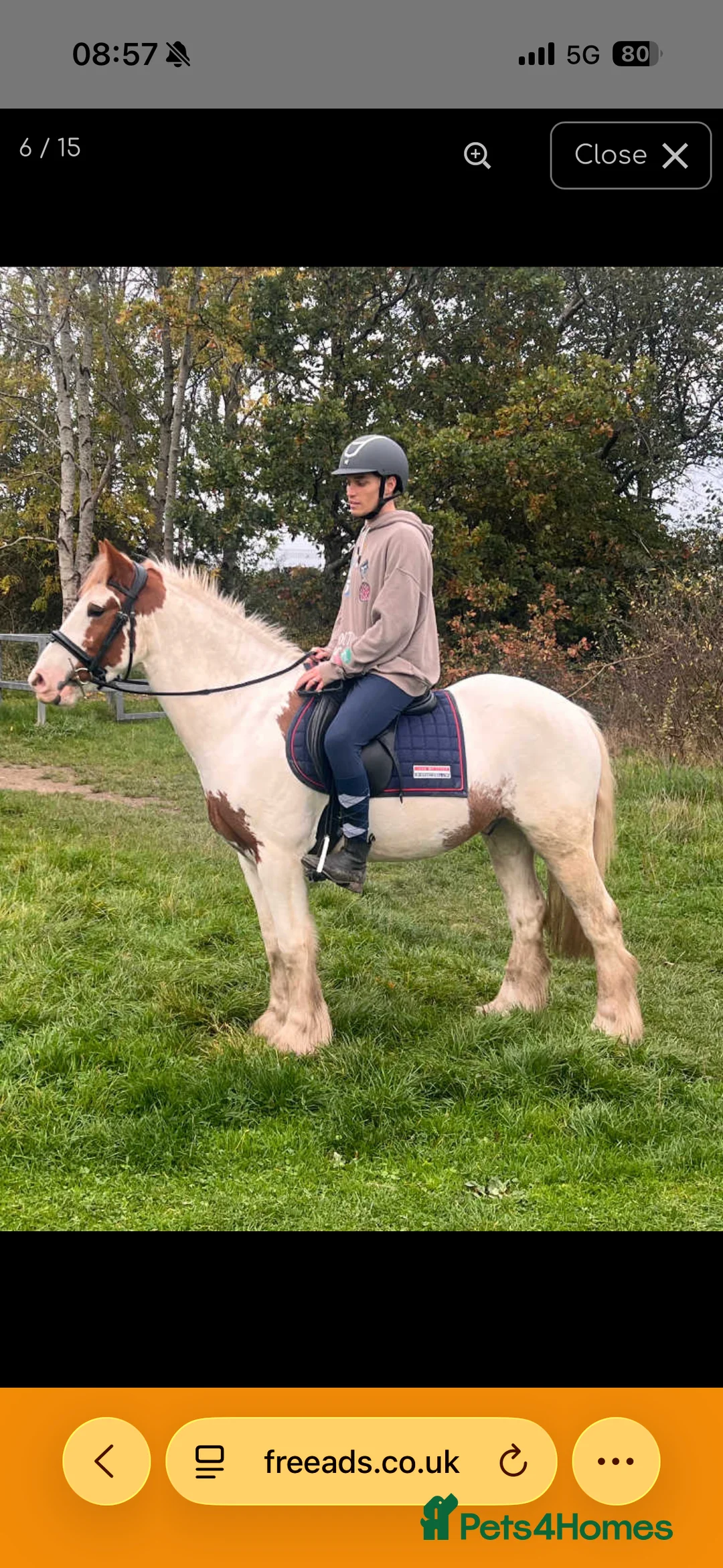 Irish Cob horses for sale: Joey 14.2 Cob  - Advert 1