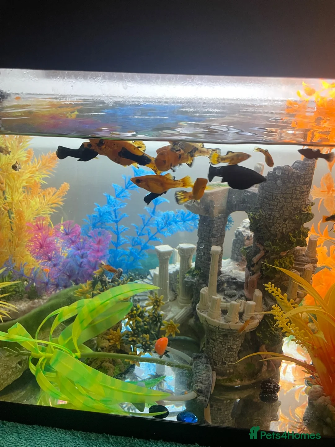 Platies fish for sale: Platies - Advert 4