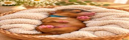 Australian Labradoodle dogs for sale: Stunning Australian Labradoodles x Cockapoo pups🩷 in Spalding - Advert 11