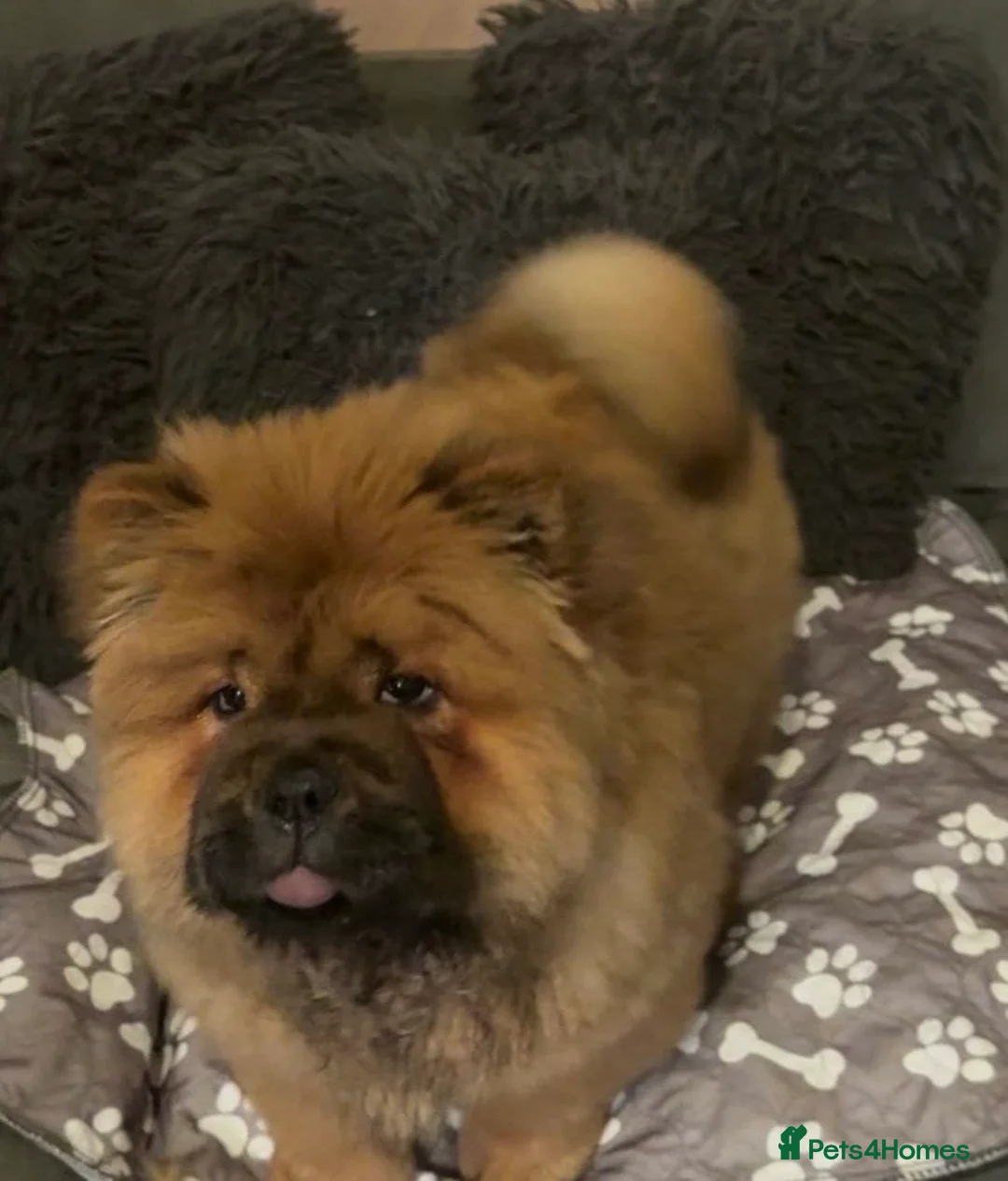 Chow Chow dogs for sale: Chow Chow Girl KC Registered  - Advert 2