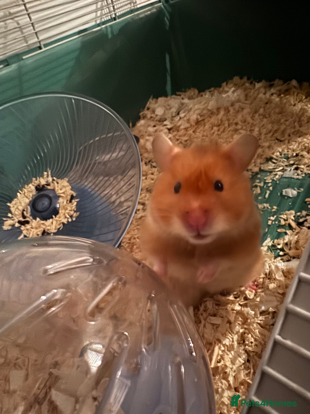 Hamster rodents for sale: Hámster  - Advert 2