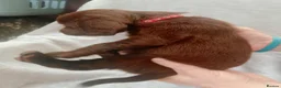 Sprocker dogs for sale: Sprocker puppies  - Advert 18