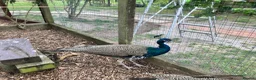 Peafowl poultry for sale: Peacocks/hen - Advert 9