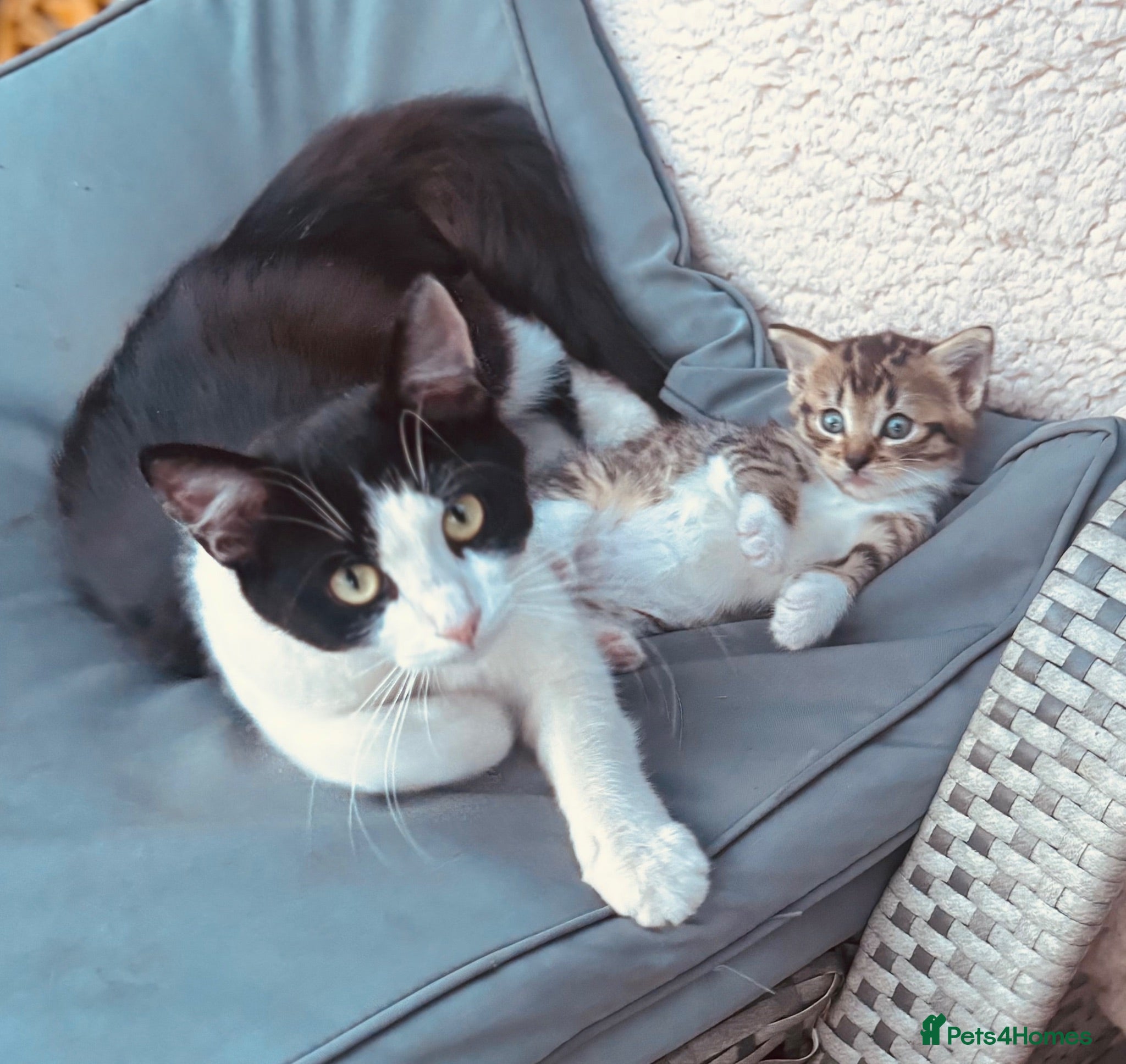 Mixed Breed cats Mixed breed bangle cross tabby girl  - Advert 13