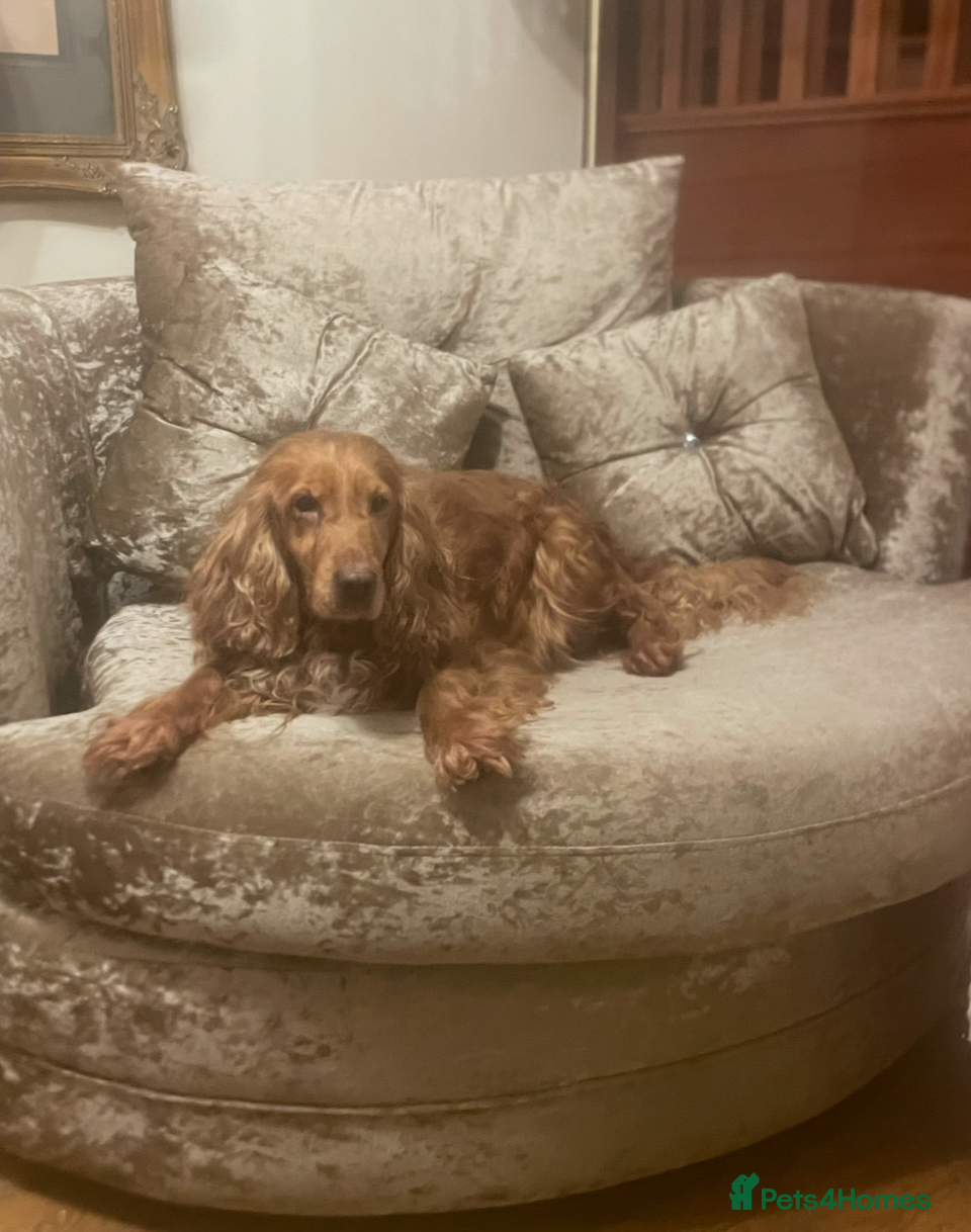 Cockapoo dogs Stunning very small Cockapoo male.  - Advert 1