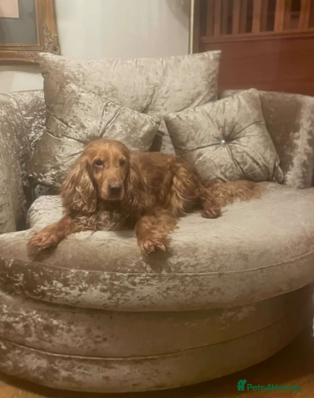 Cockapoo dogs for sale: Stunning very small Cockapoo male.  - Advert 1