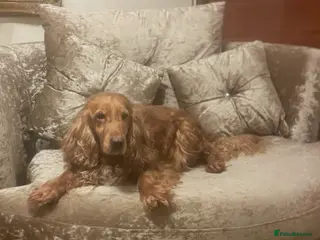 Cockapoo dogs Stunning very small Cockapoo male. - Advert 1