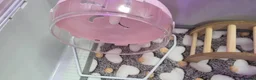 Pygmy Hedgehog rodents for sale: Baby hoglet  - Advert 4