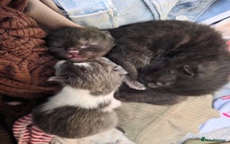 Ragdoll cats for sale: Ragdoll mix - Image 3