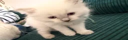 Ragdoll cats for sale: Beautiful Lilac Point Female Ragdolls GCCF reg  - Advert 4