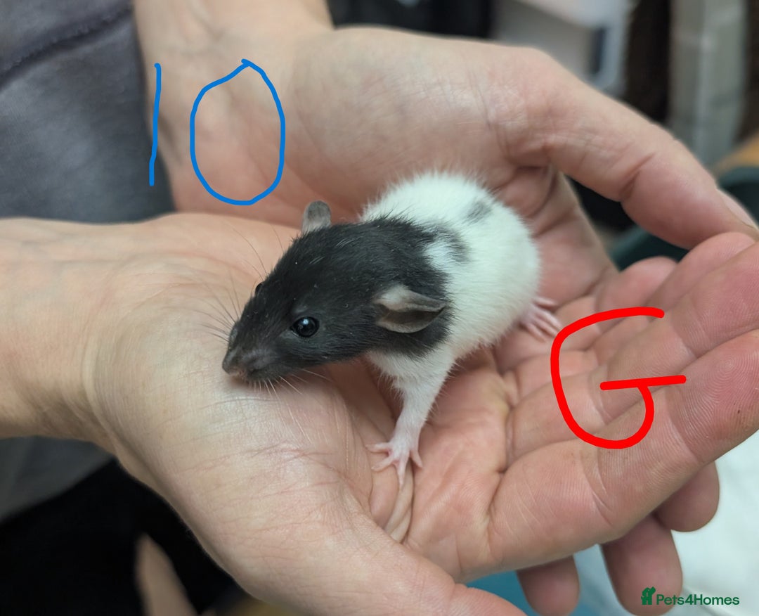 Rat rodents for sale: Dumbo baby Rats - Gorgeous colours  - Advert 8