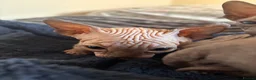 Sphynx cats for sale: Sphynx Kittens - Advert 14