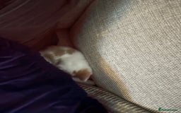 Mixed Breed cats for sale: 2 playful, confident kittens ready for new home  - Advert 6