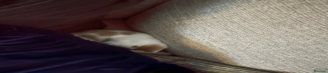 Mixed Breed Kitten 1