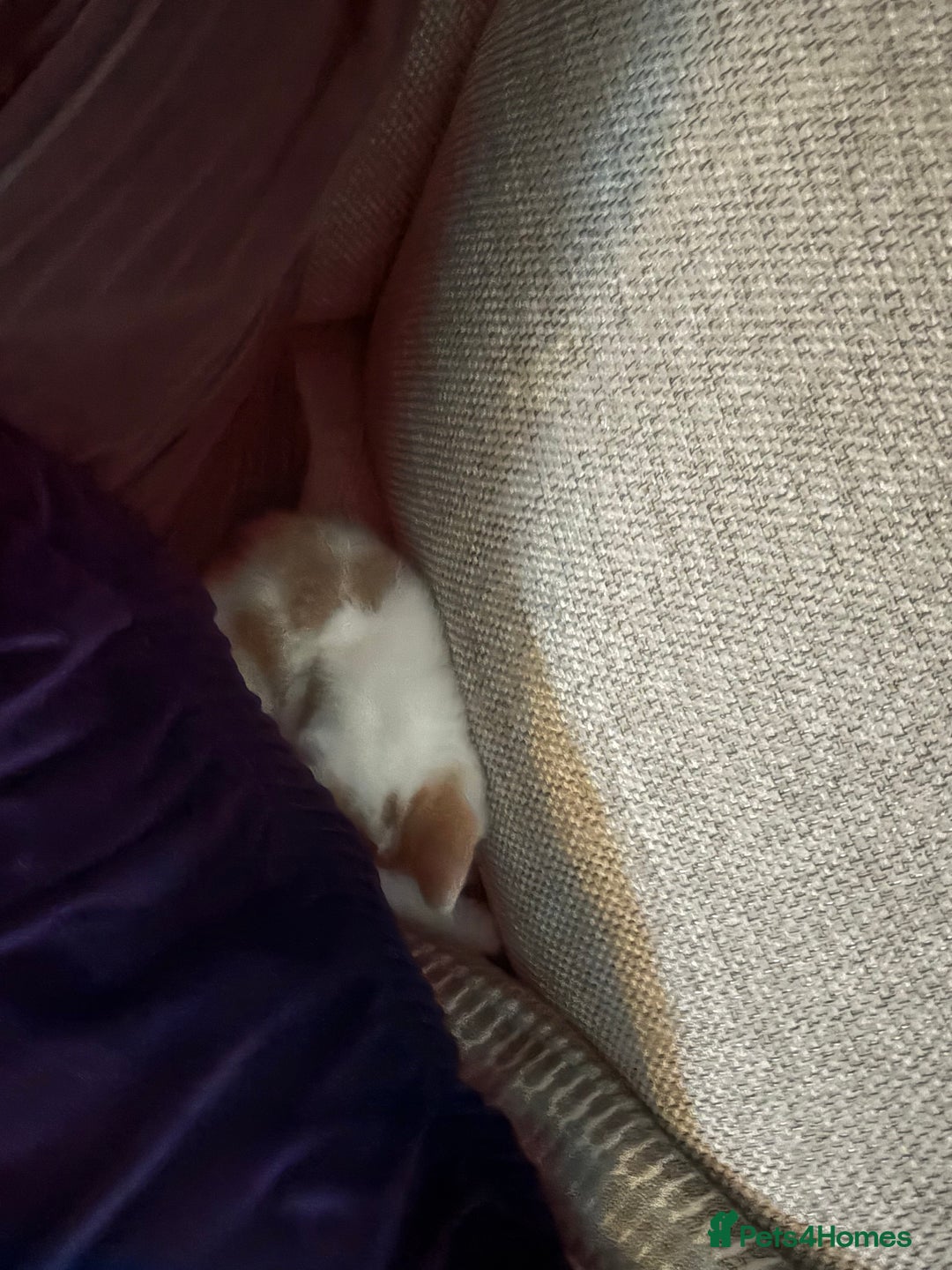 Mixed Breed cats for sale: 2 playful, confident kittens ready for new home  - Advert 6