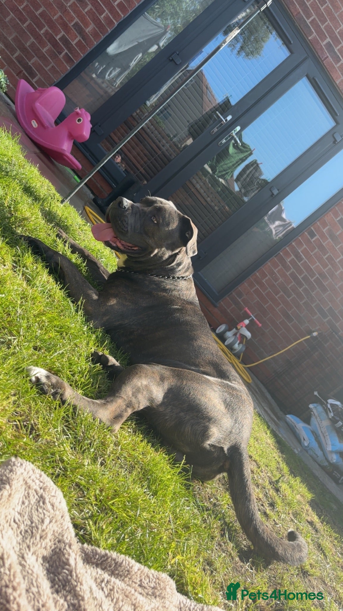 Cane Corso dogs Cane corso - Advert 1