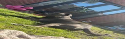 Cane Corso dogs for sale: Cane corso - Advert 1