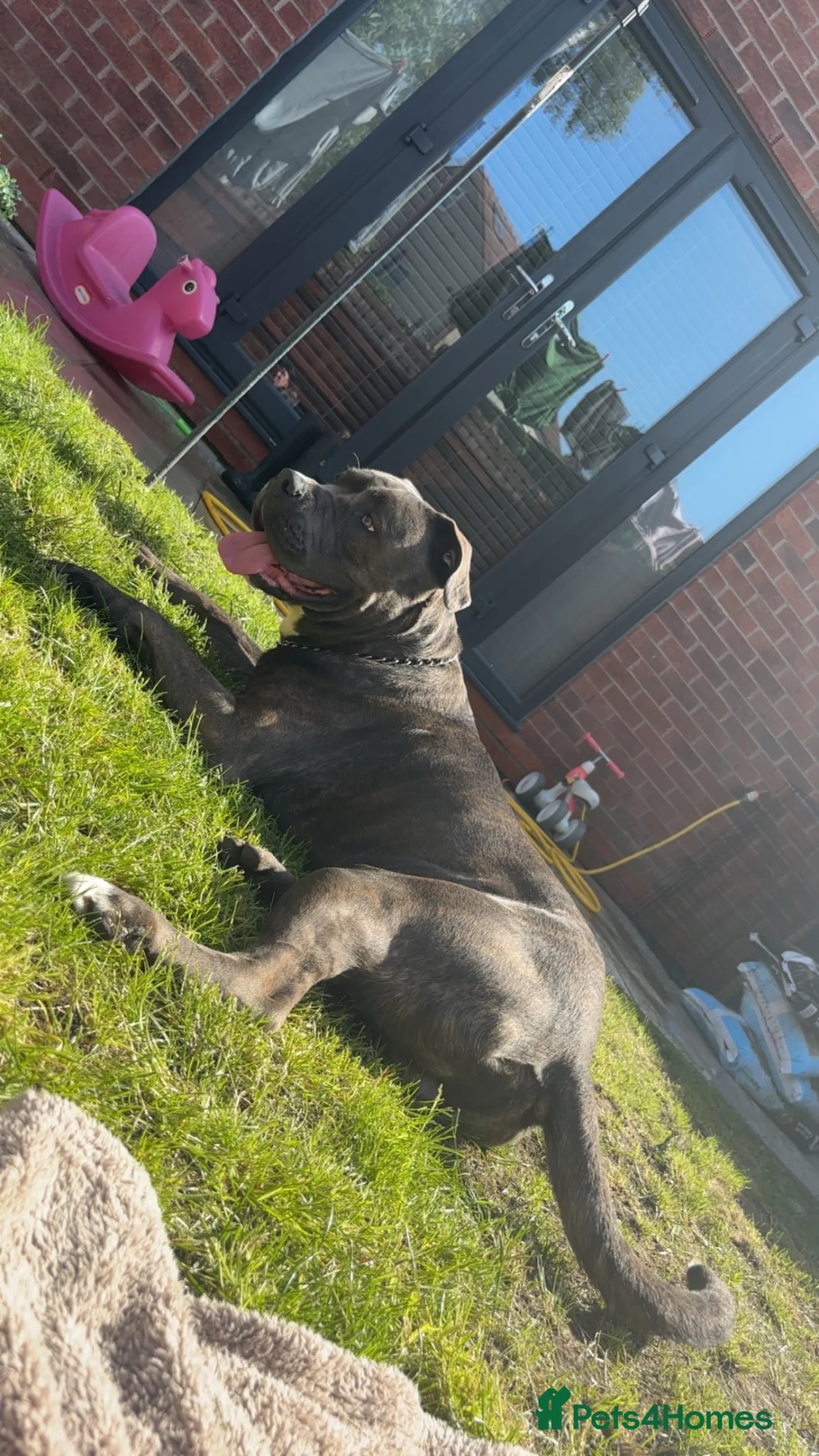 Cane Corso dogs for sale: Cane corso - Advert 1
