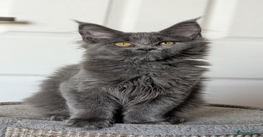 Maine Coon cats - Advert 7
