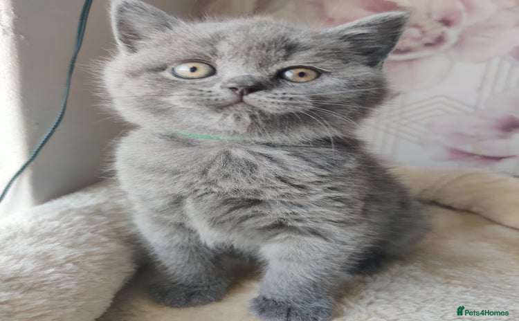 British Shorthair cats - Advert 2