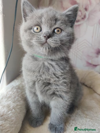 British Shorthair cats - Advert 2