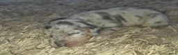 Miniature Dachshund dogs for sale: Dappled miniature smooth dachshund babies  - Advert 30