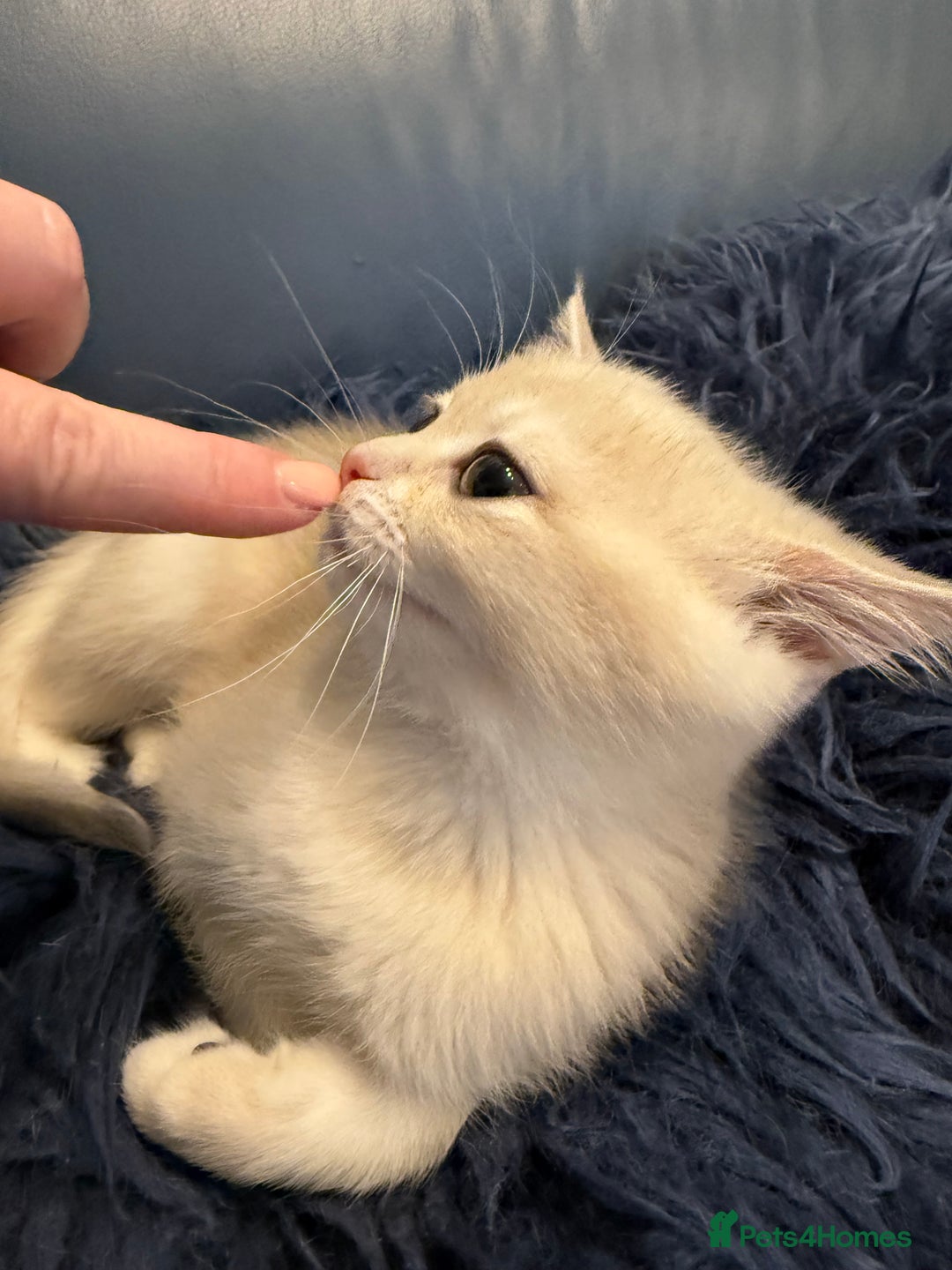 British Shorthair cats for sale: Ready pure AY12, NY12 Corin BSH  - Image 34
