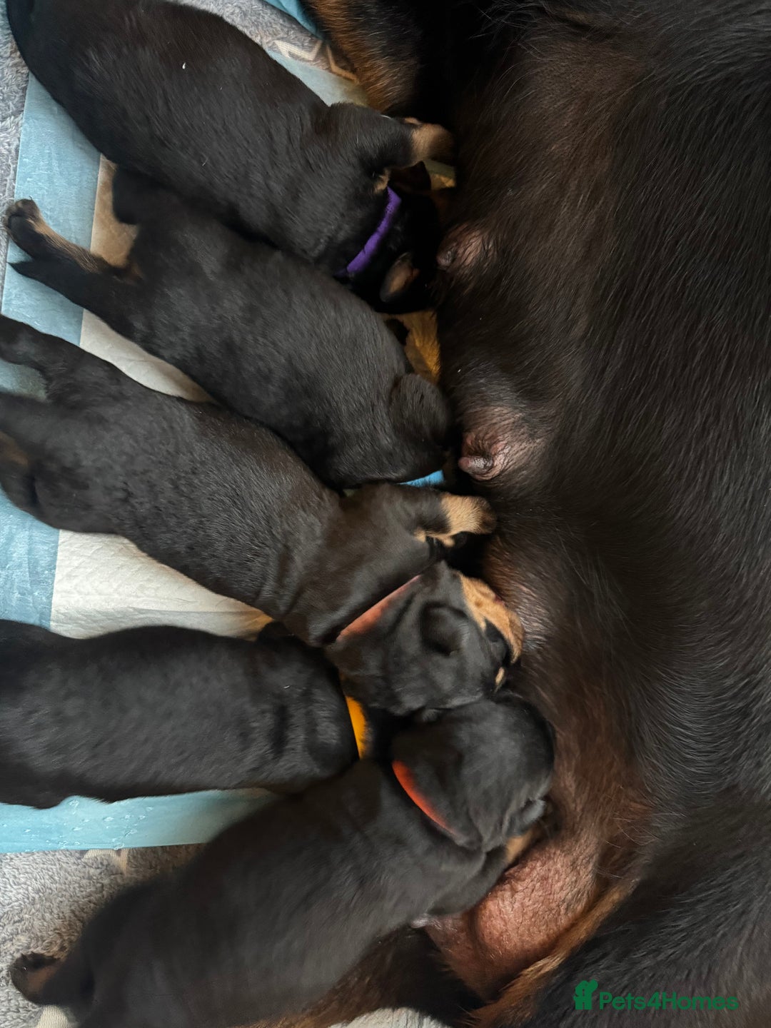 Rottweiler dogs for sale: KC Rottweiler puppies  - Advert 12