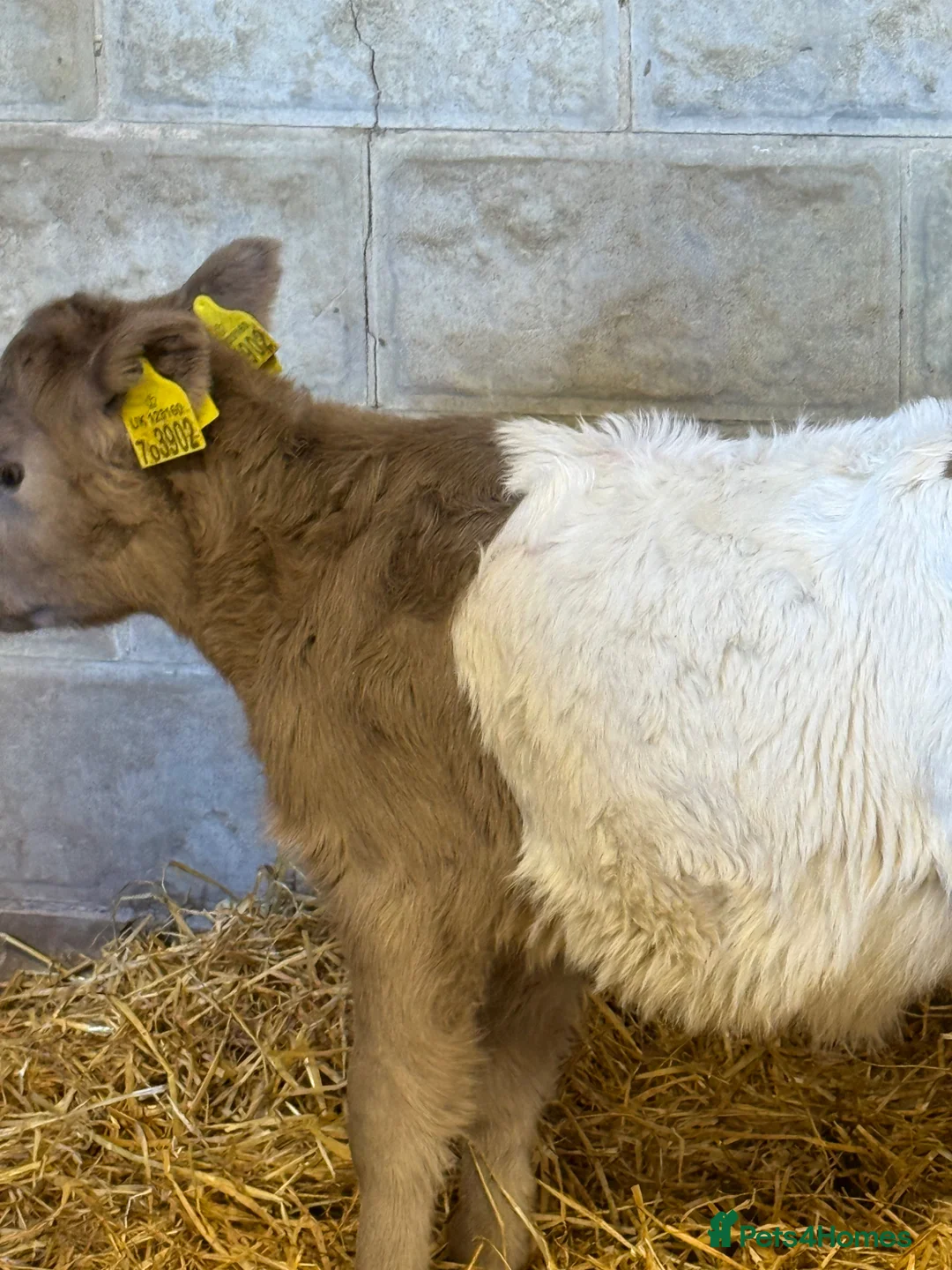 Cows & Bulls livestock for sale: 2 x calves available  - Advert 3