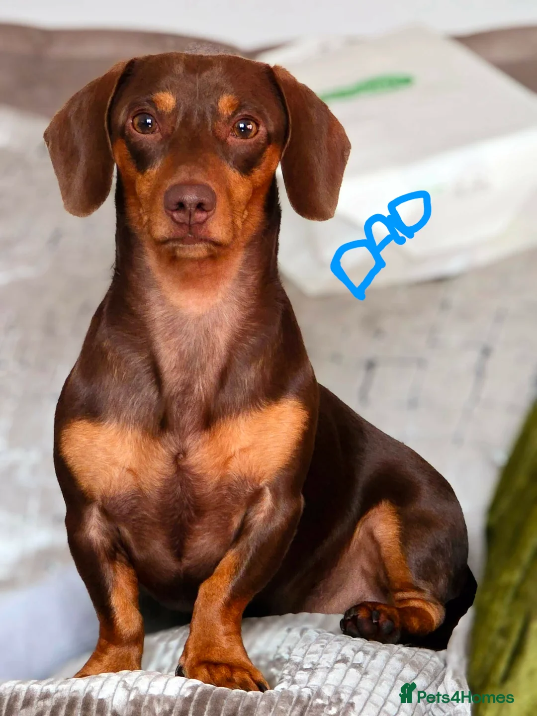 Dachshund dogs for sale: Dashhound puppies - Advert 3