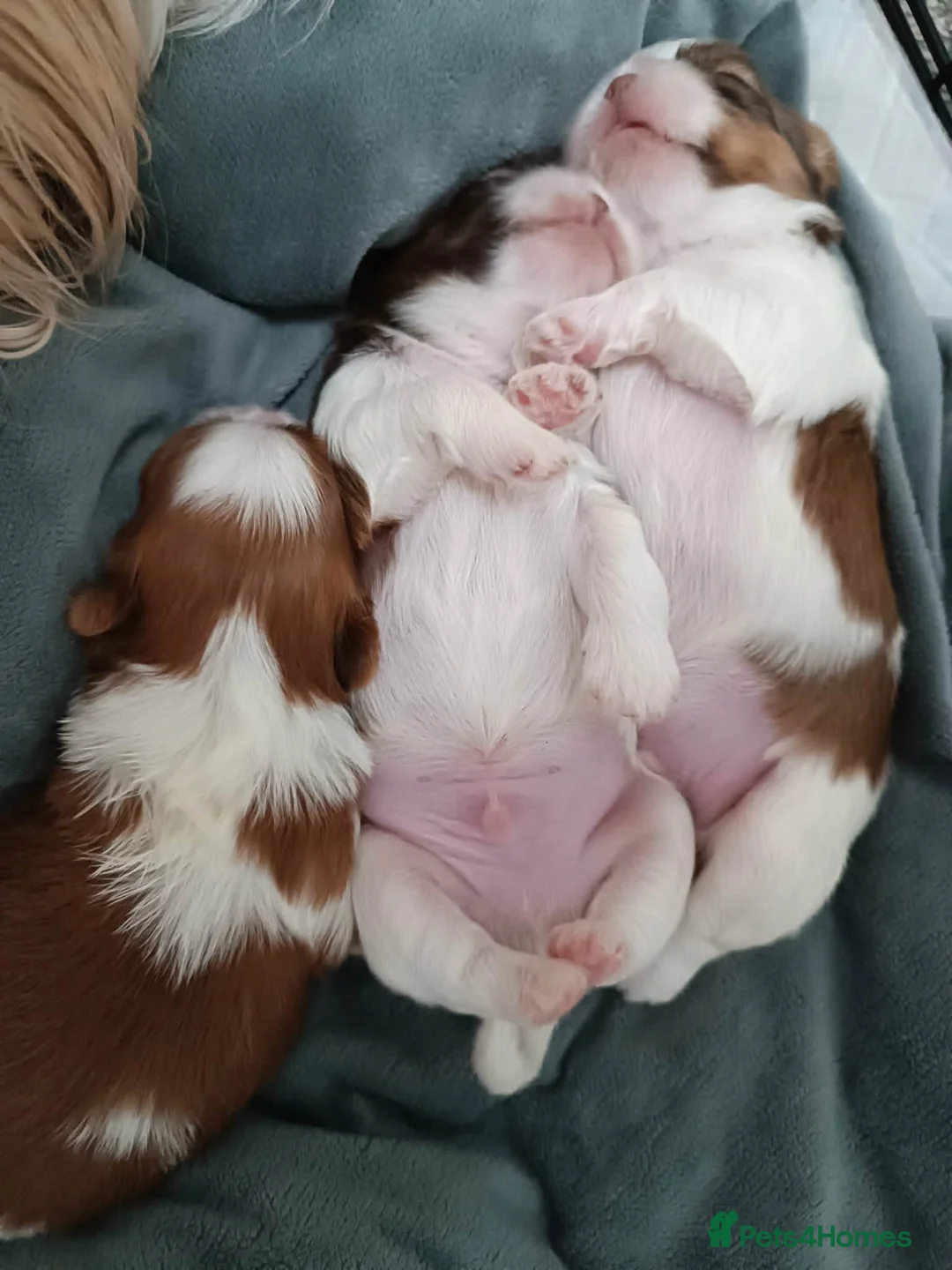 Shih Tzu dogs for sale: Adorable Shih Tzu Puppies Looking for Loving Homes - Advert 2