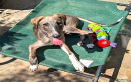 Lurcher dogs for adoption: Norman, young lurcher in rescue - Image 3