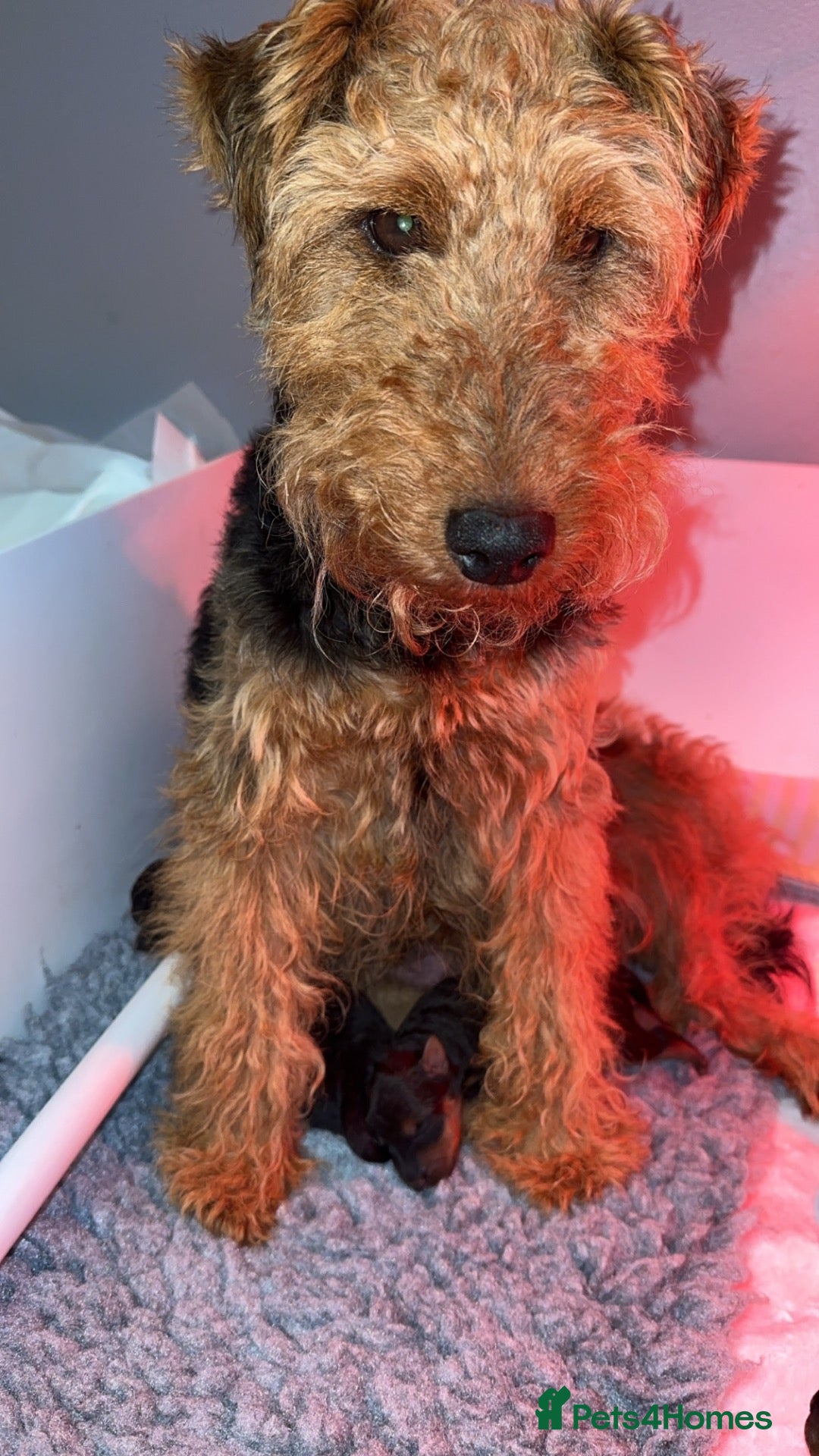 Welsh Terrier dogs Stunning Litter of 5 Welsh Terrier Puppies  - Advert 3