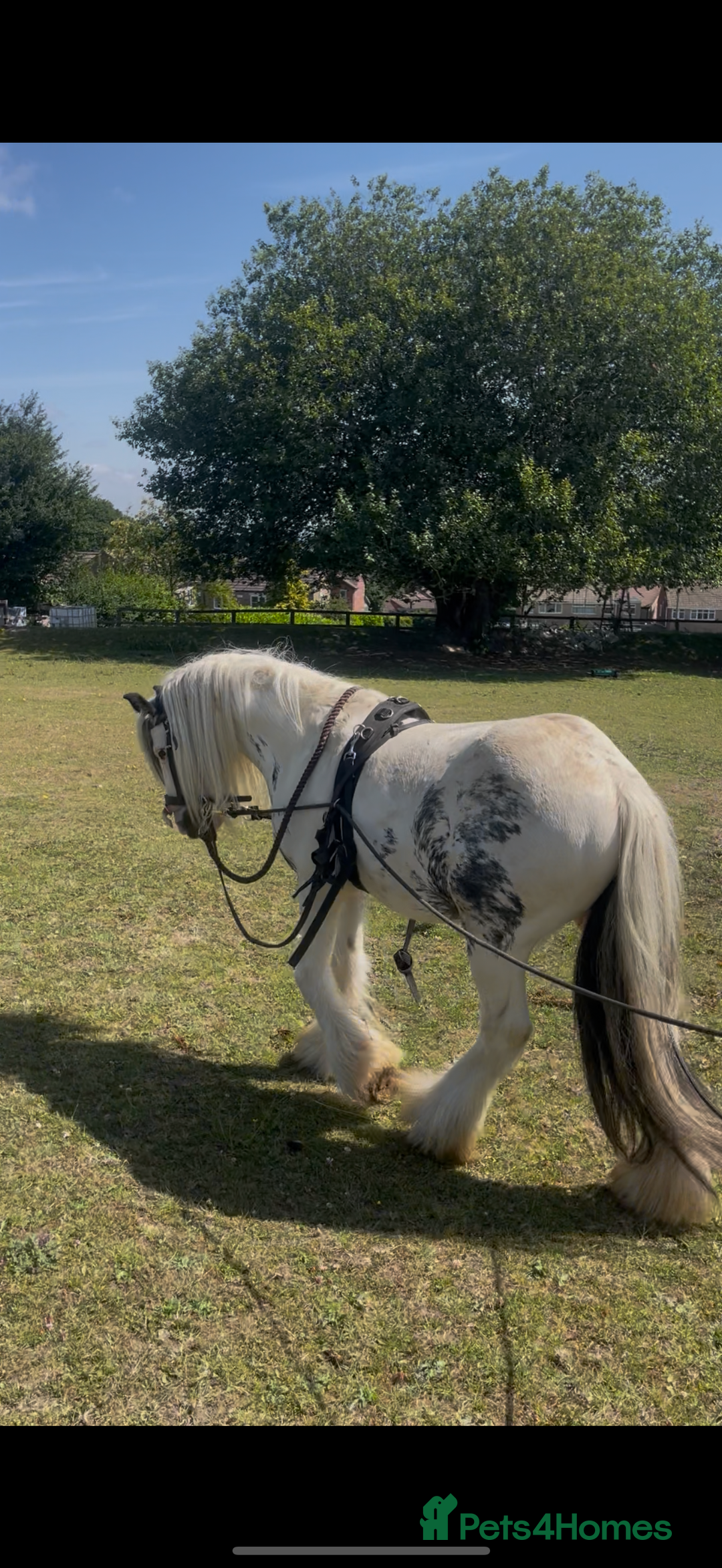 Irish Cob horses for sale: beautiful kids pony project ❤️ - Image 5