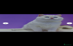 British Shorthair cats for sale: British shorthair kittens - Image 15