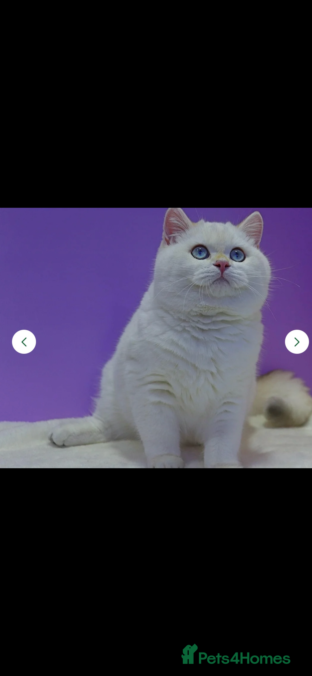 British Shorthair cats for sale: British shorthair kittens - Image 15