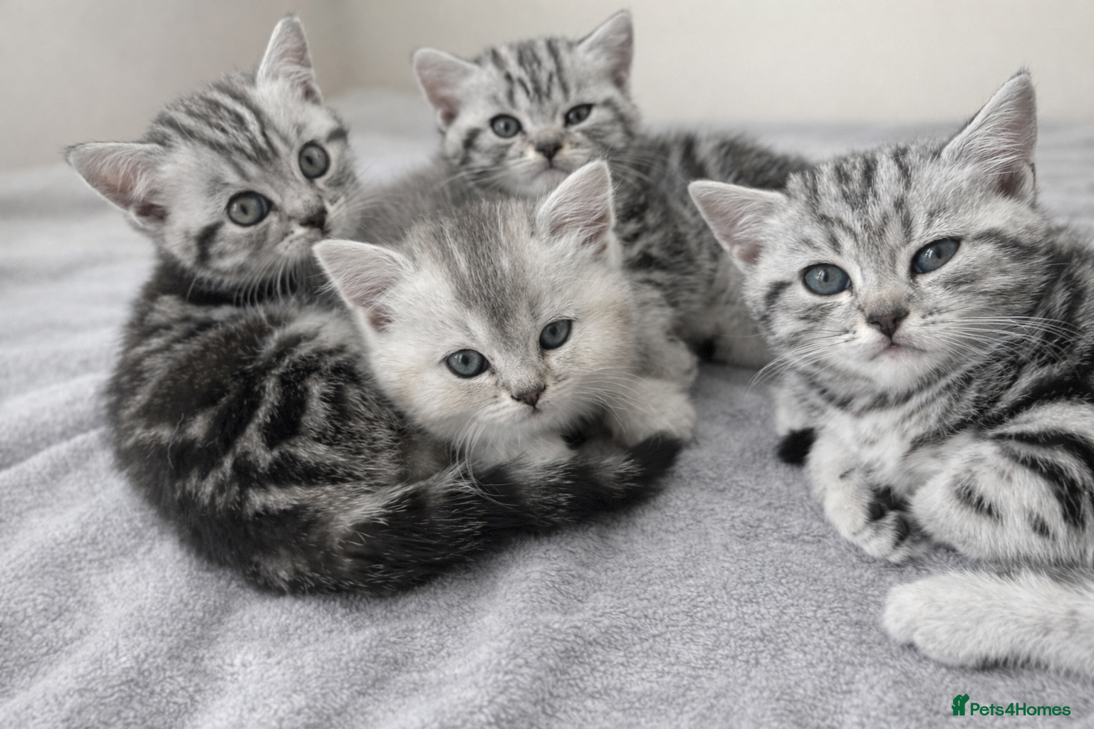 British Shorthair cats GCCF reg. BSH Last 2 silver girls Champion line - Advert 15