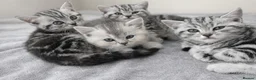 British Shorthair cats for sale: GCCF BSH silver tabby and silver chinchilla girls - Advert 5