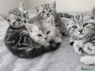 British Shorthair cats GCCF reg. BSH Last 2 silver girls Champion line - Advert 15