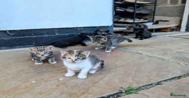 Mixed Breed cats - Advert 4