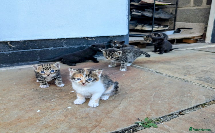 Mixed Breed cats - Advert 2