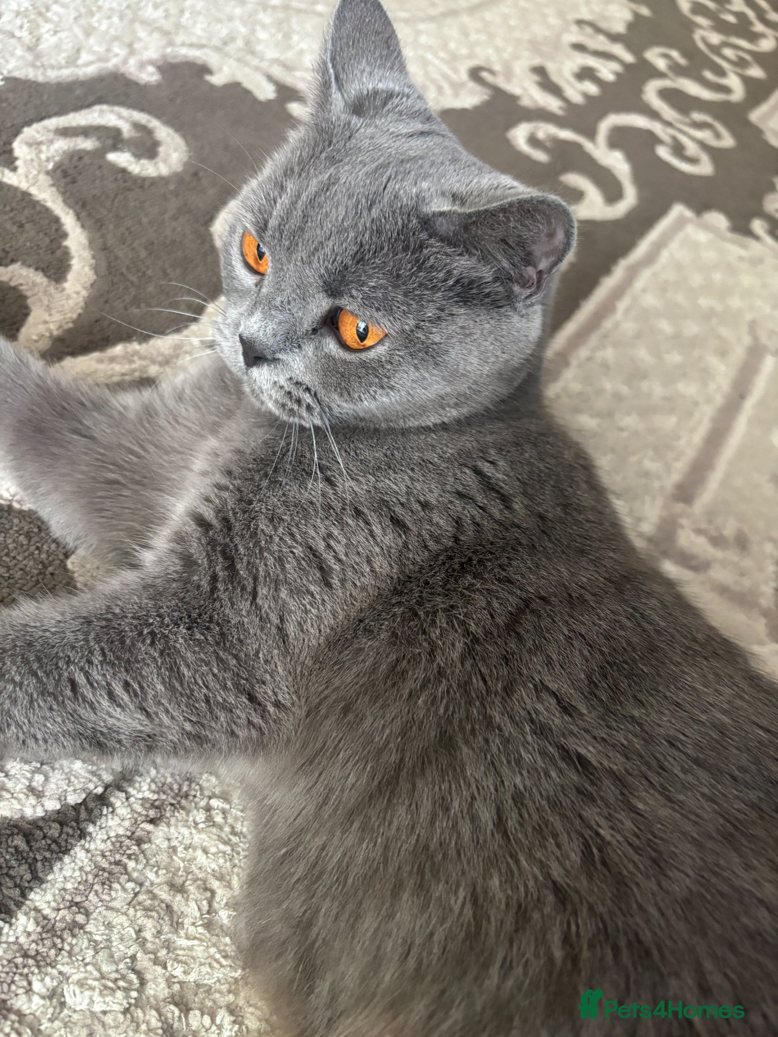 British Shorthair cats 4 stunning british shorthair x ragdoll kittens - Advert 2