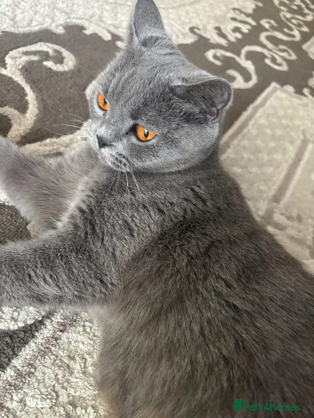British Shorthair cats for sale: 4 stunning british shorthair x ragdoll kittens in Manchester - Advert 1