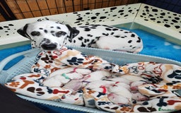 Dalmatian dogs for sale: Kc registered dalmatians  - Image 2
