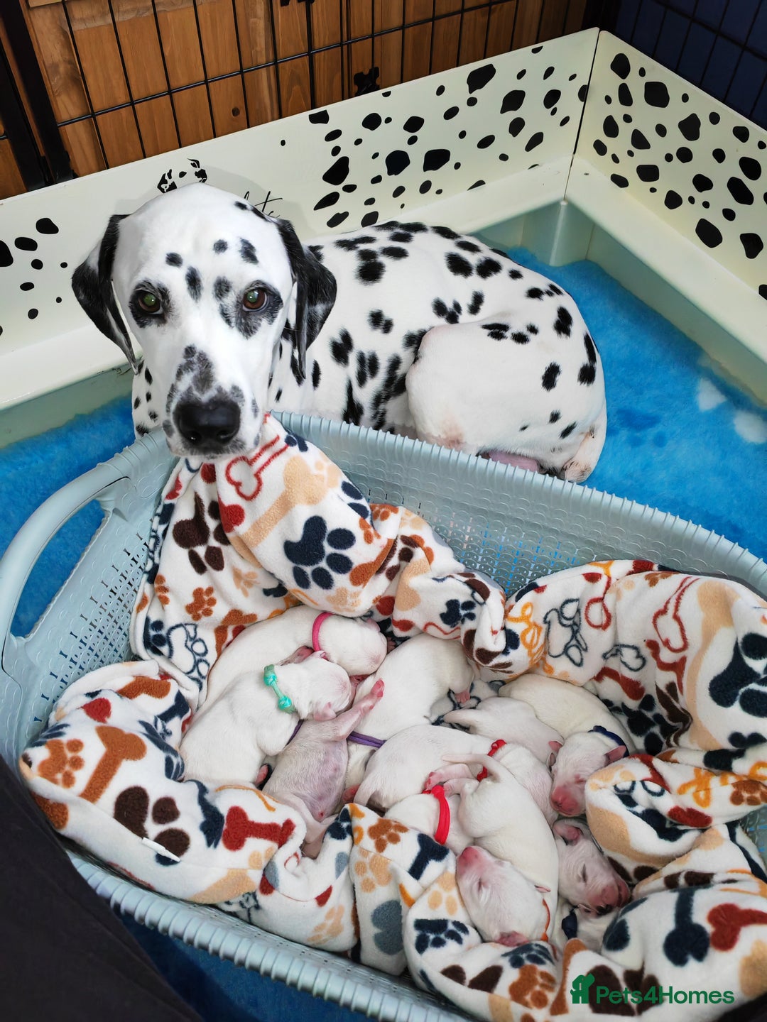 Dalmatian dogs for sale: Kc registered dalmatians  - Image 2