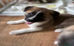 Akita dogs for sale: American akita Female bitches  - Image 17