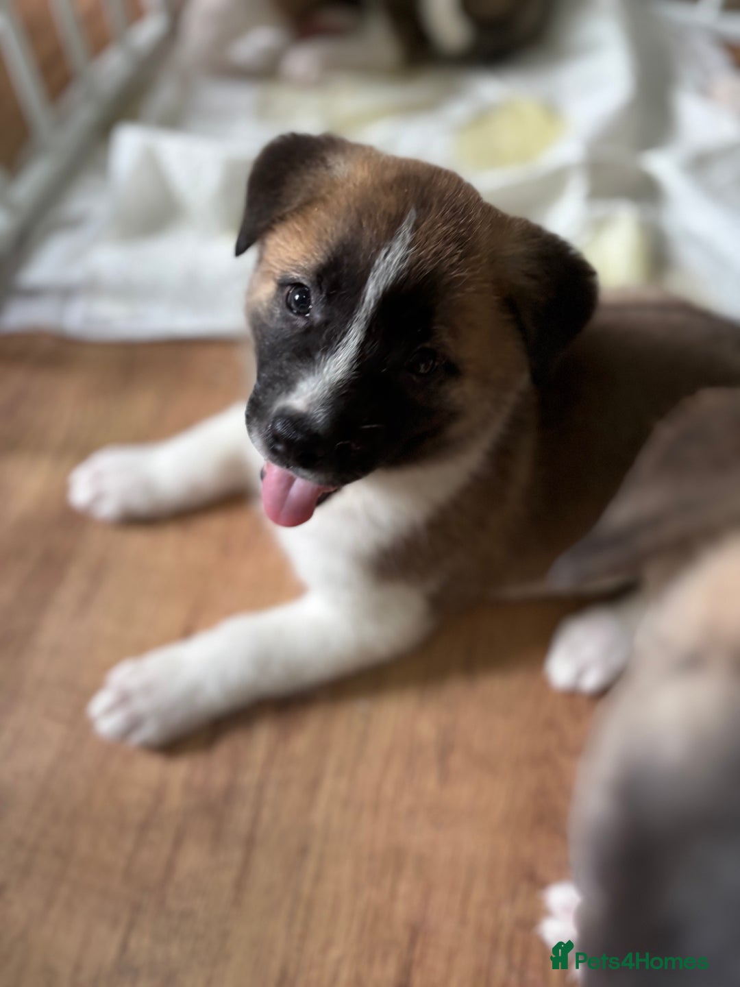 Akita dogs for sale: American akita Female bitches  - Image 17