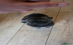 Mixed Breed dogs for sale: Two adorable male Chowski pups for sale - Advert 9