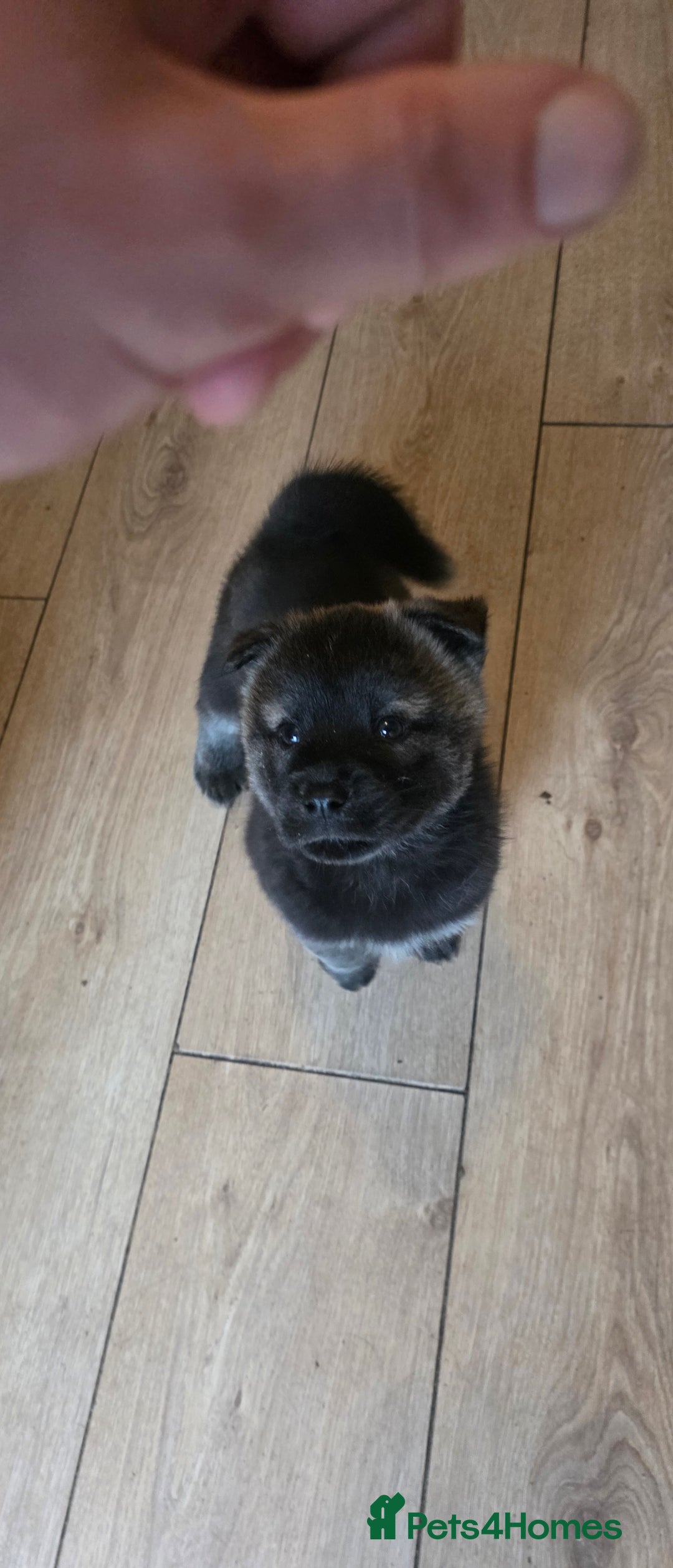 Mixed Breed dogs for sale: Two adorable male Chowski pups for sale - Advert 9