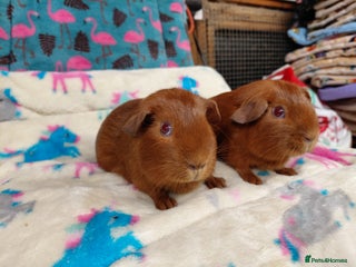 Guinea Pig rodents Baby PE Golden Sisters RTL - Advert 19